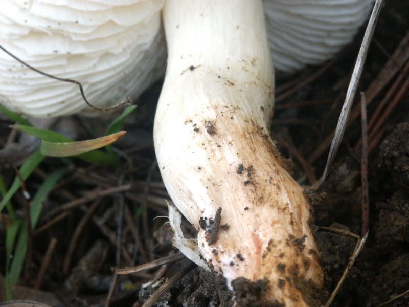 Tricholoma.